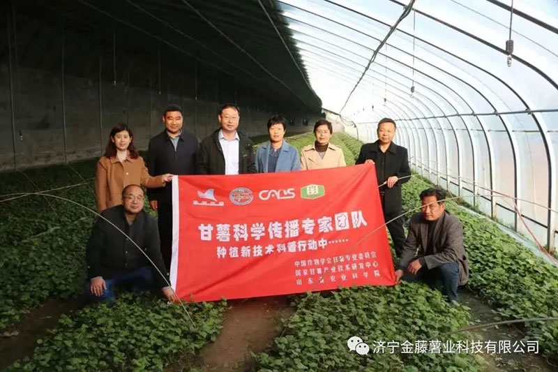 3月15日山東省農(nóng)業(yè)科學院副院長張立明院長，濟寧市農(nóng)科院國家甘薯體系專家黃成星主任到金藤公司指導生產(chǎn)