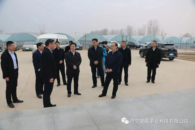 2月24號 新疆維吾爾自治區(qū)農(nóng)業(yè)農(nóng)村廳二級巡視員王勇、農(nóng)經(jīng)指導處處長王盛帶隊到濟寧金藤薯業(yè)科技有限公司考察